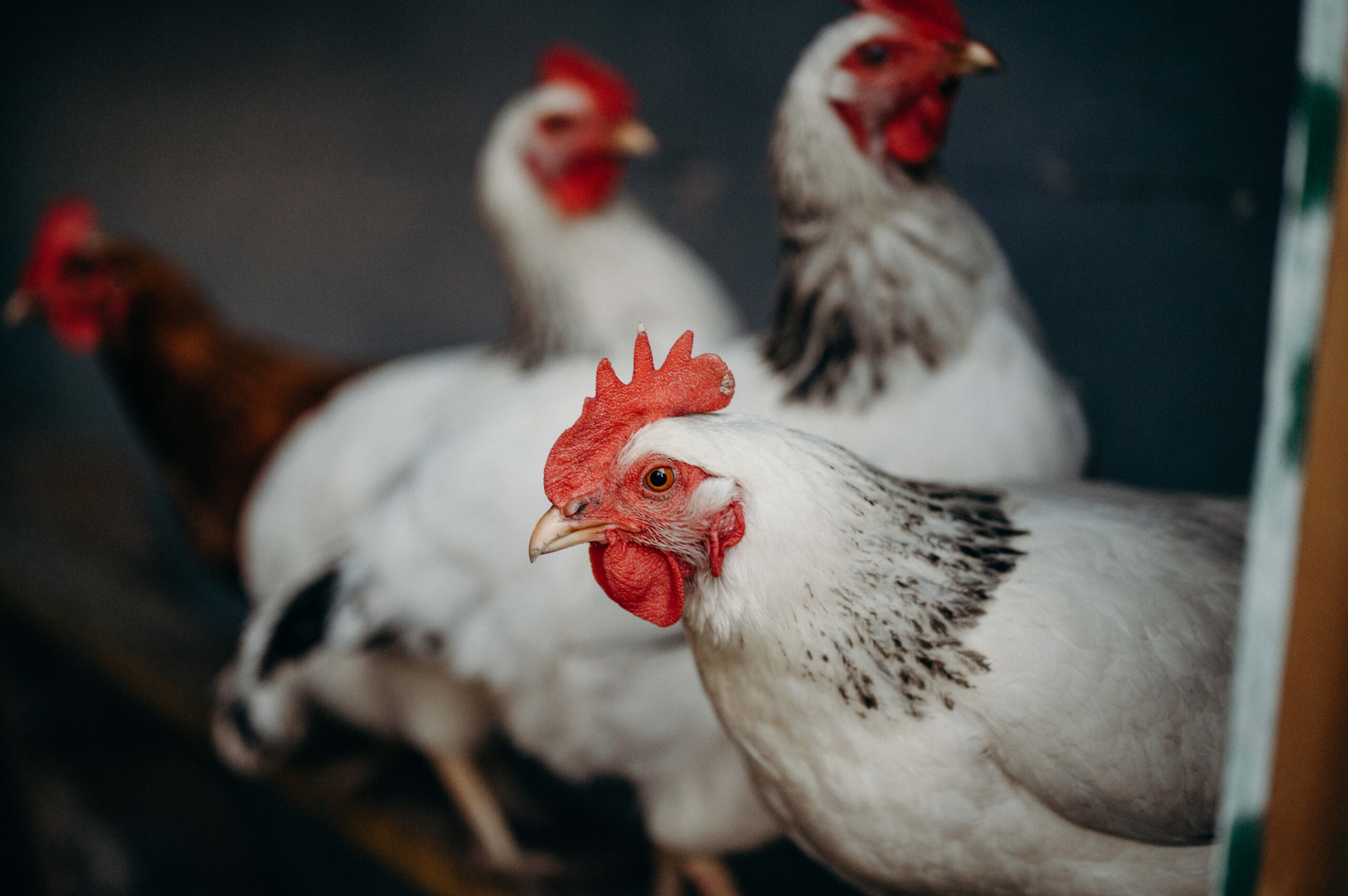 White chickens with red combs in a coop