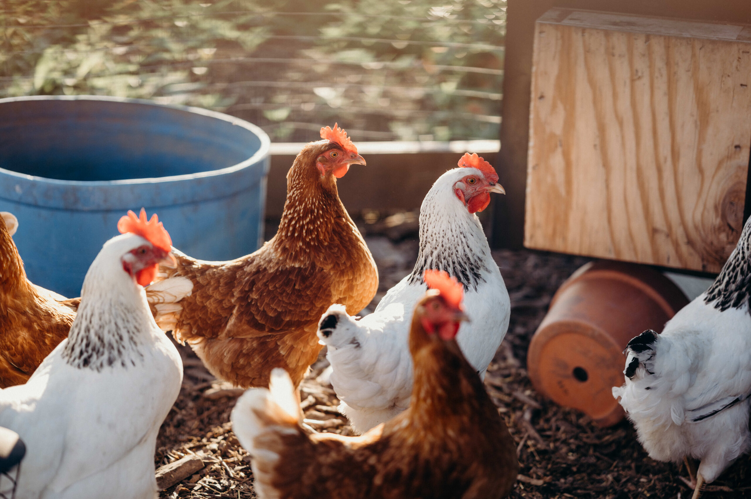 Red and brown chickens in an outdoor run