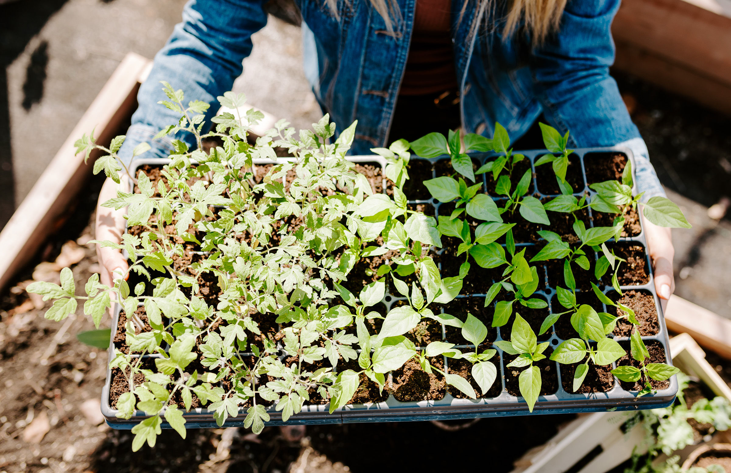 Tray of seedlings being held