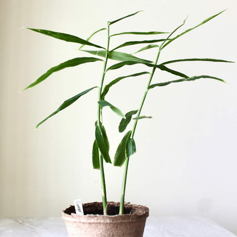 How To Grow Ginger And Turmeric in Canada - From Soil to Soul