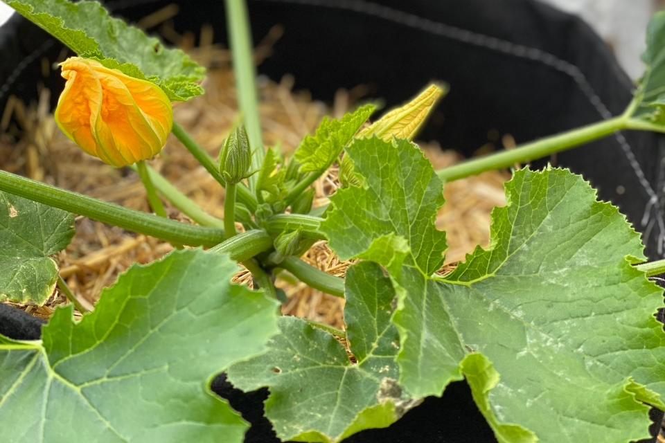 Zucchini in straw mulch