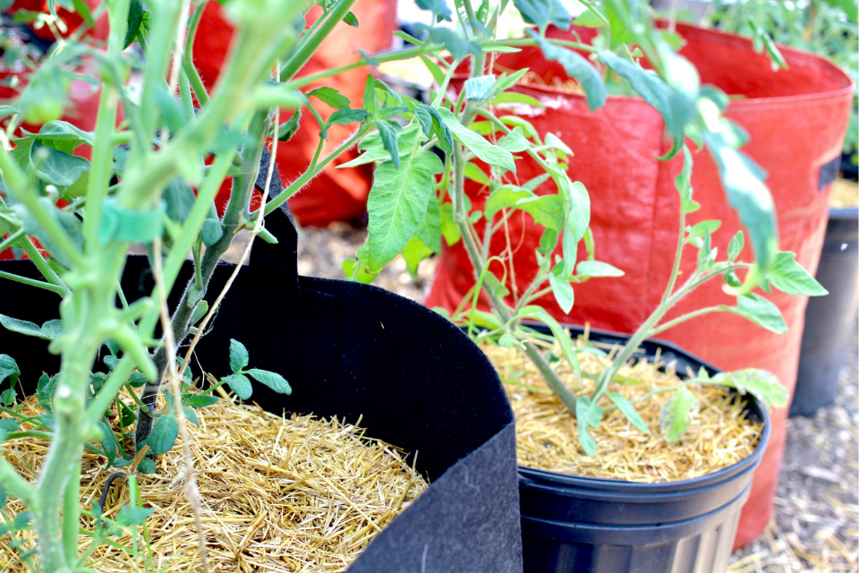 Tomato plants in straw mulch