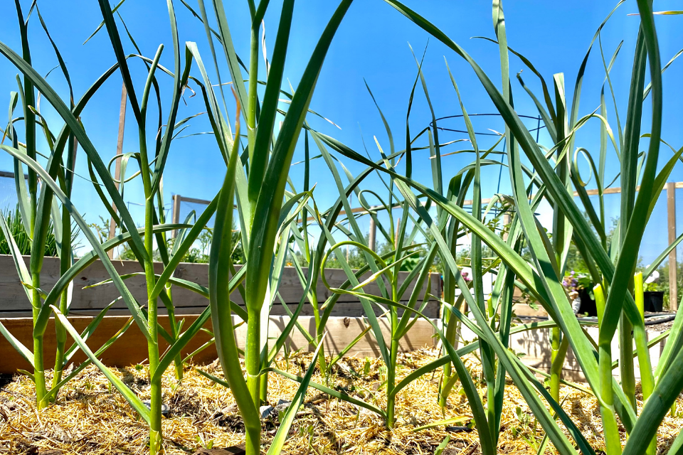 garlic plants in straw mulch