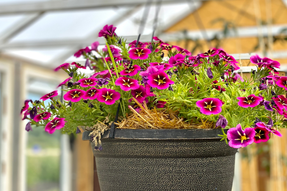 basket of purple flowers with straw mulch