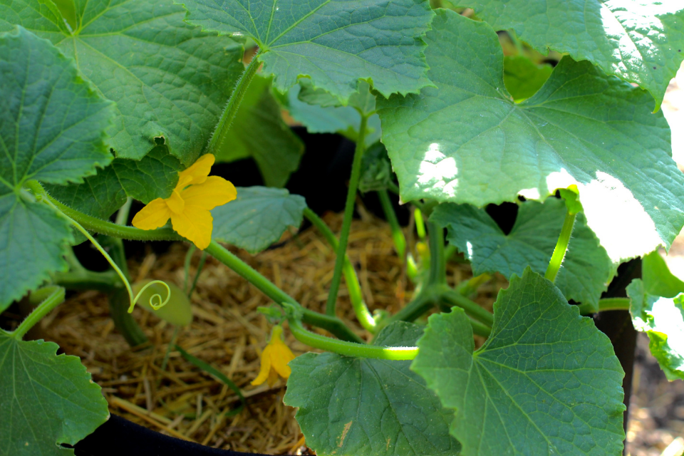 cucumbers in straw bag