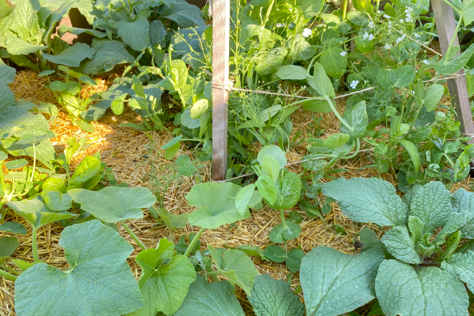 raised bed mulched with straw