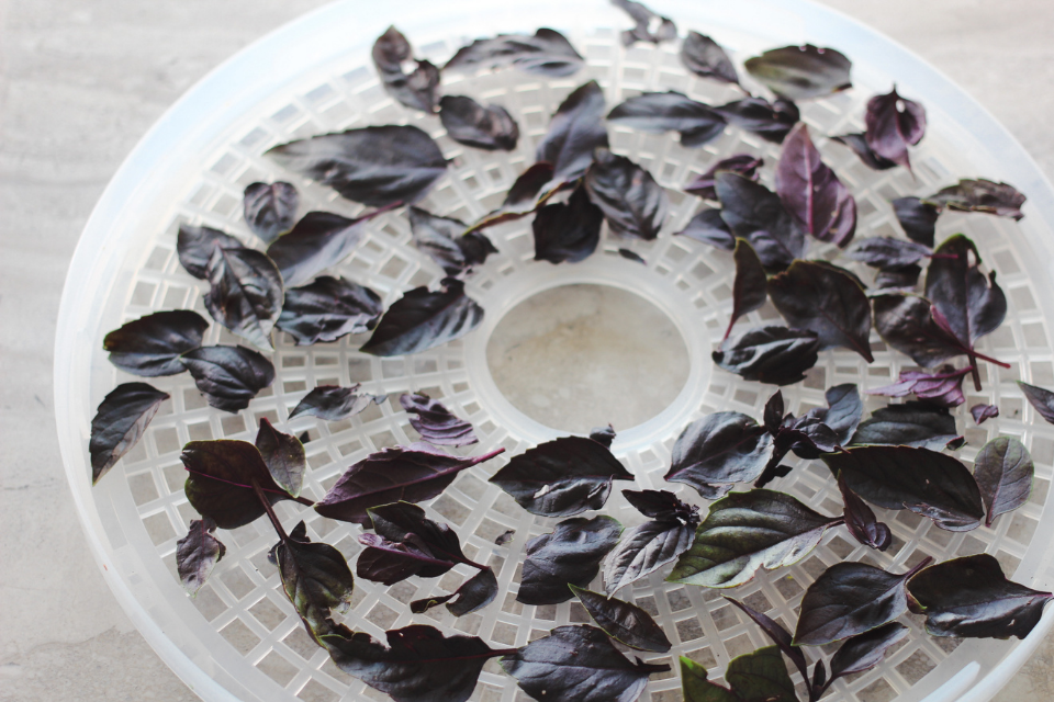 Purple basil leaves spread out on a dehydrating rack