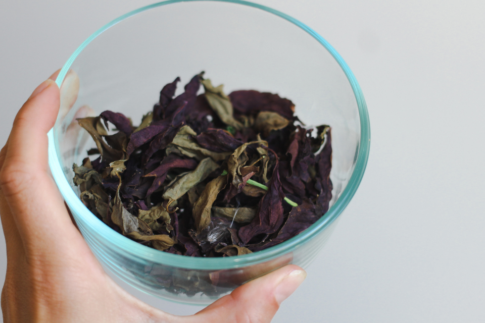 Hand holding a glass circular container with dried purple basil in it