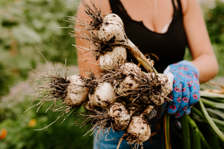 Woman holding bundle of homegrown garlic bulbs