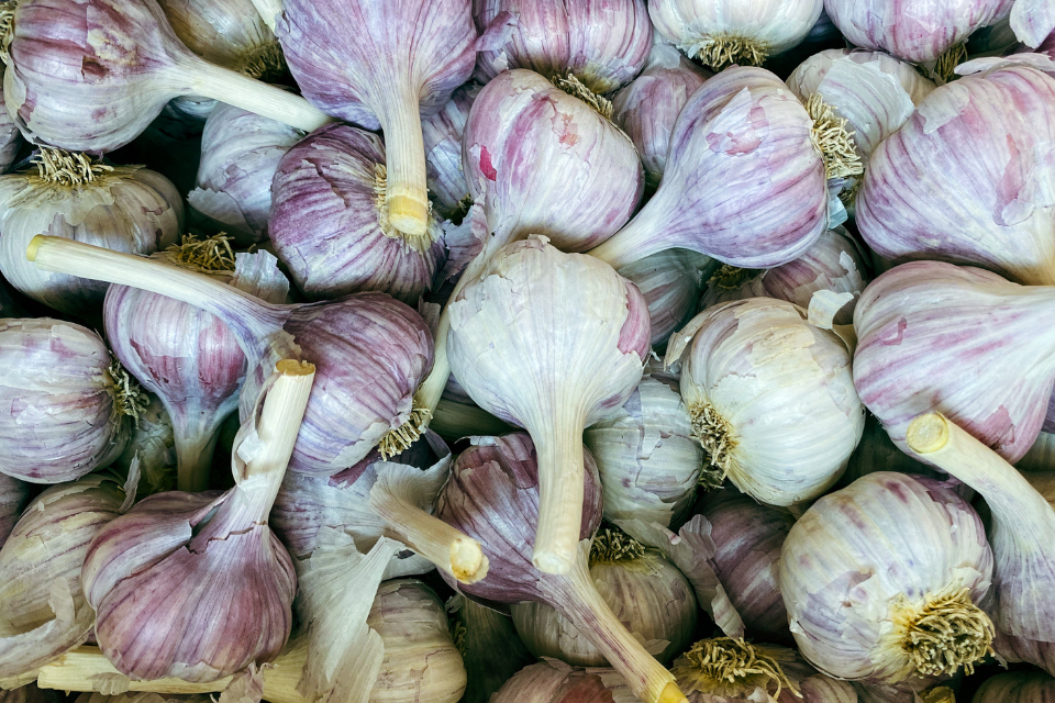 Hundreds of bulbs of creme de la rasa hardneck garlic