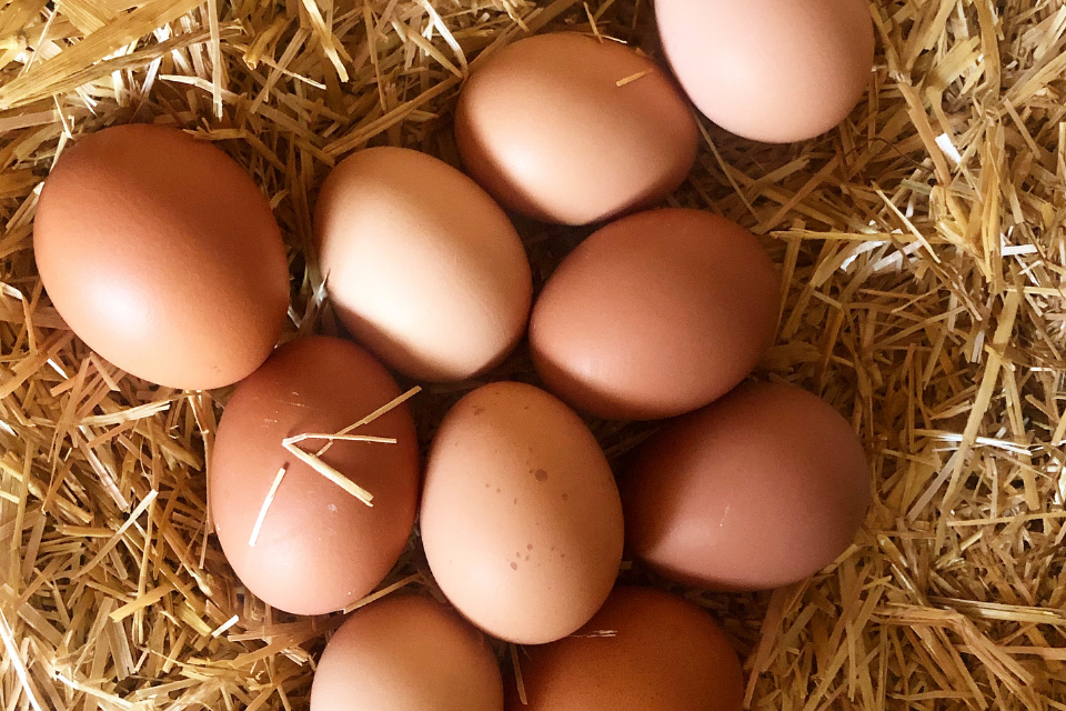 Fresh eggs in a chicken's nest