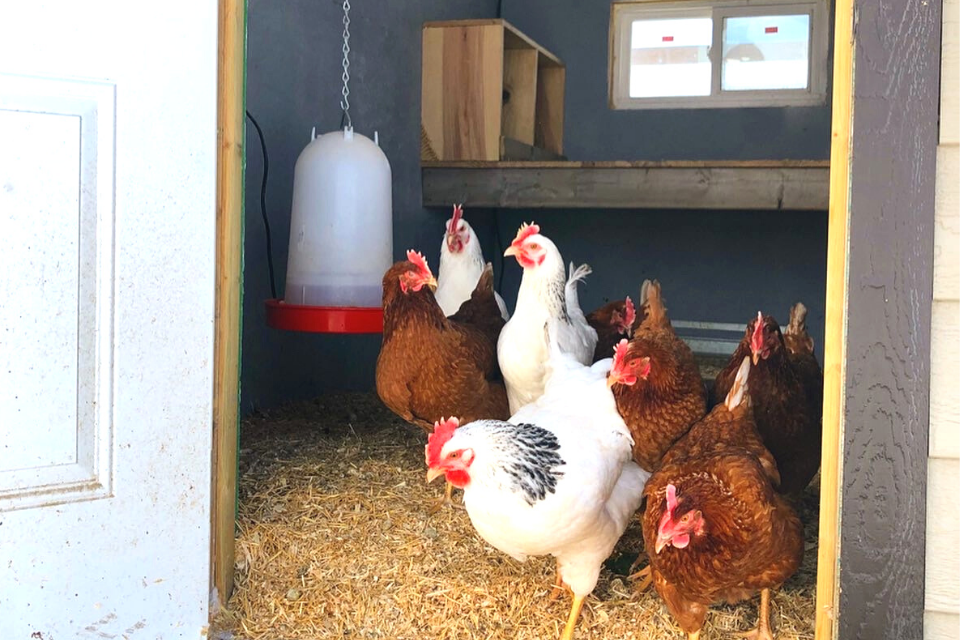 Chickens peering out of coop door