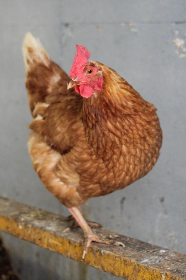 Chicken on wide roost