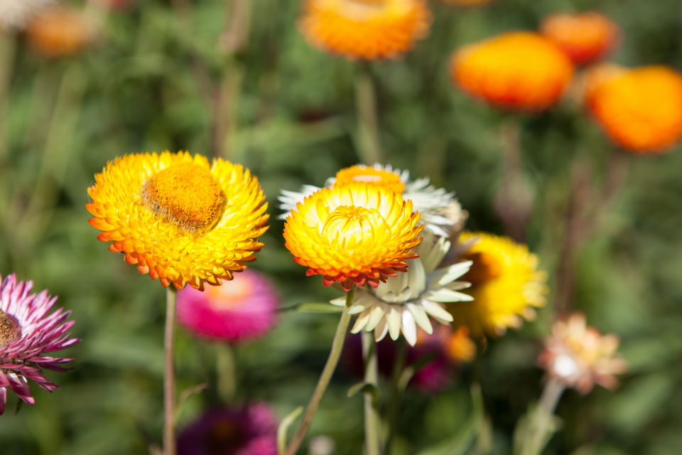 Delicate yellow, orange and pink straw flowers with papery petals