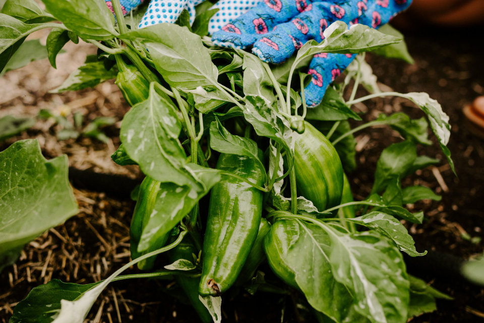 Green bell peppers, start seeds in March in Zone 3