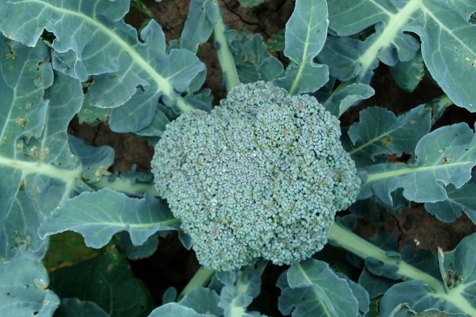 Broccoli head growing in the middle of a plant surrounded by dark green leaves