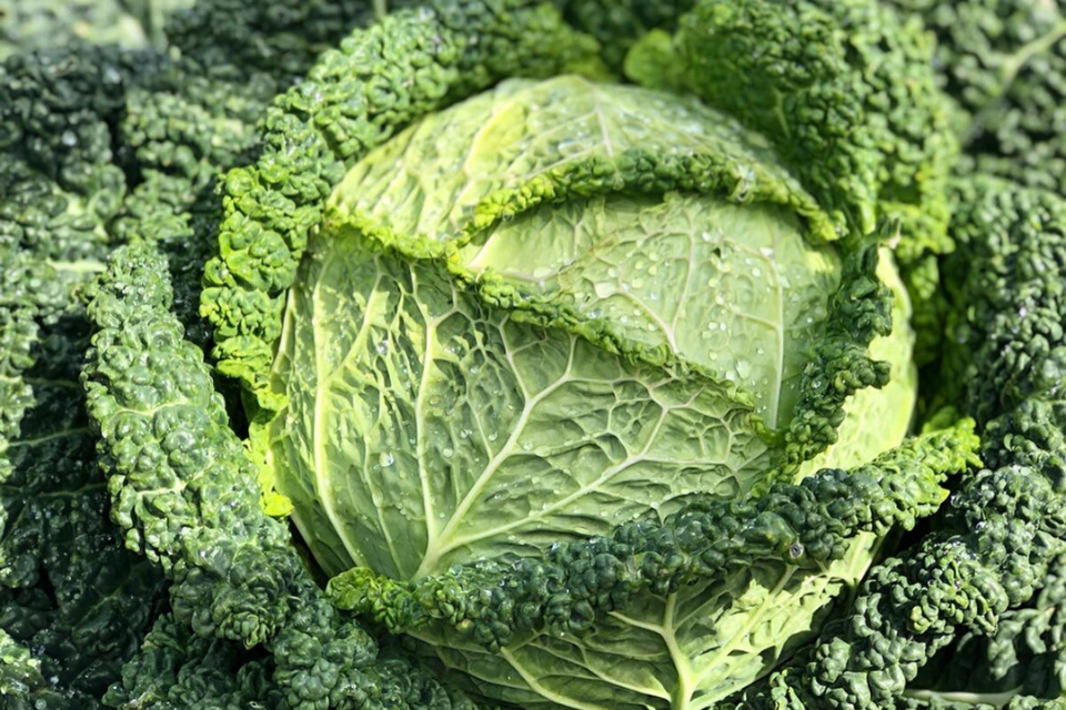 Big green capriccio variety of cabbage with frilly leaves