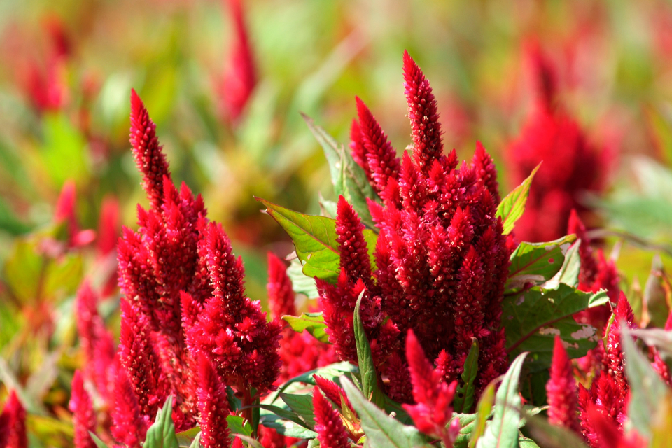 Dark red spikey celosia flowers