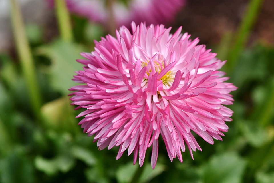 Pink frilly china aster flower surrounded by greenery