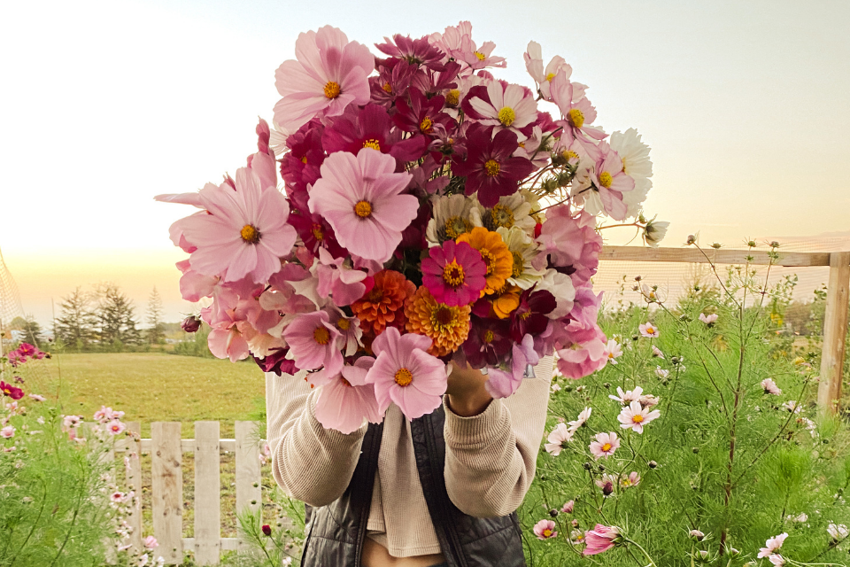 Maggie holding a big bouquet of cosmo flowers different shades of pink