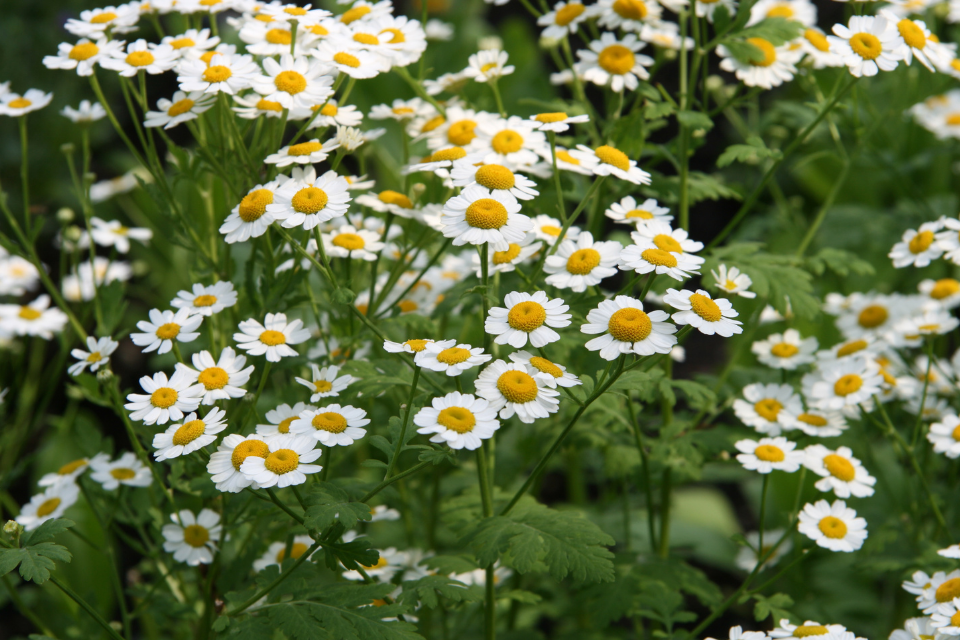 Feverfew flowers with white petals and a small yellow centre