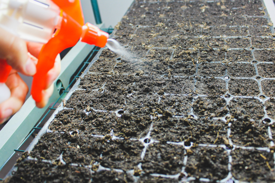 Spray bottle misting tray of seedlings