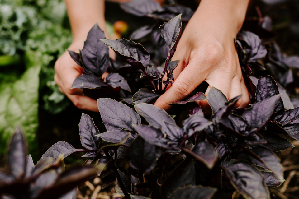 Maggie's hands harvesting purple basil leaves off the plant