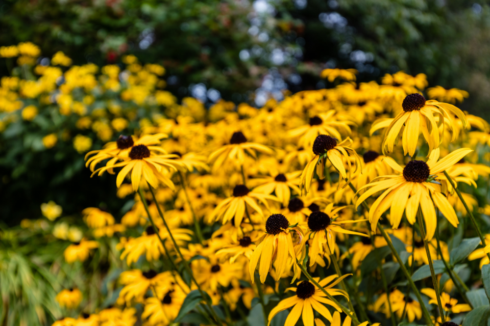 Rudbeckia seeds to start indoors in March in Zone 3