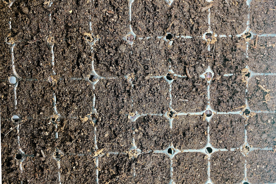 Wet soil in seedling tray