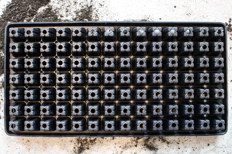 Black seedling tray with drainage holes