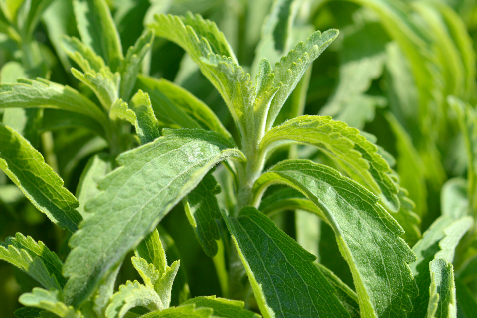 Green leafy stevia plant with wide leaves