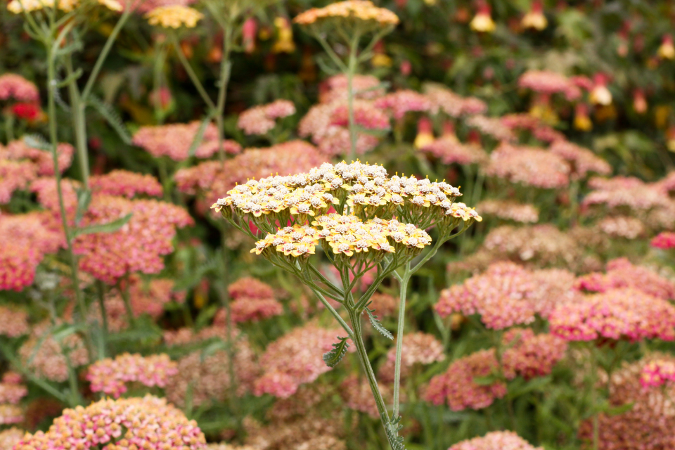 Yellow yarrow flower in a field of pink yarrow