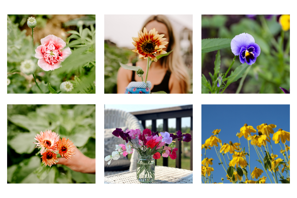 Collage of flowers to plant before your last frost date