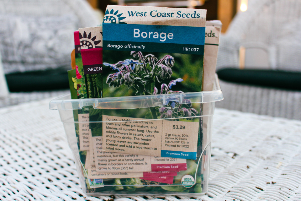 Borage seeds in a container with others behind