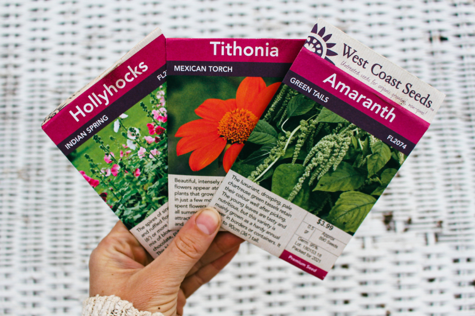 Hand holding seed packets of hollyhocks, tithonia and amaranth