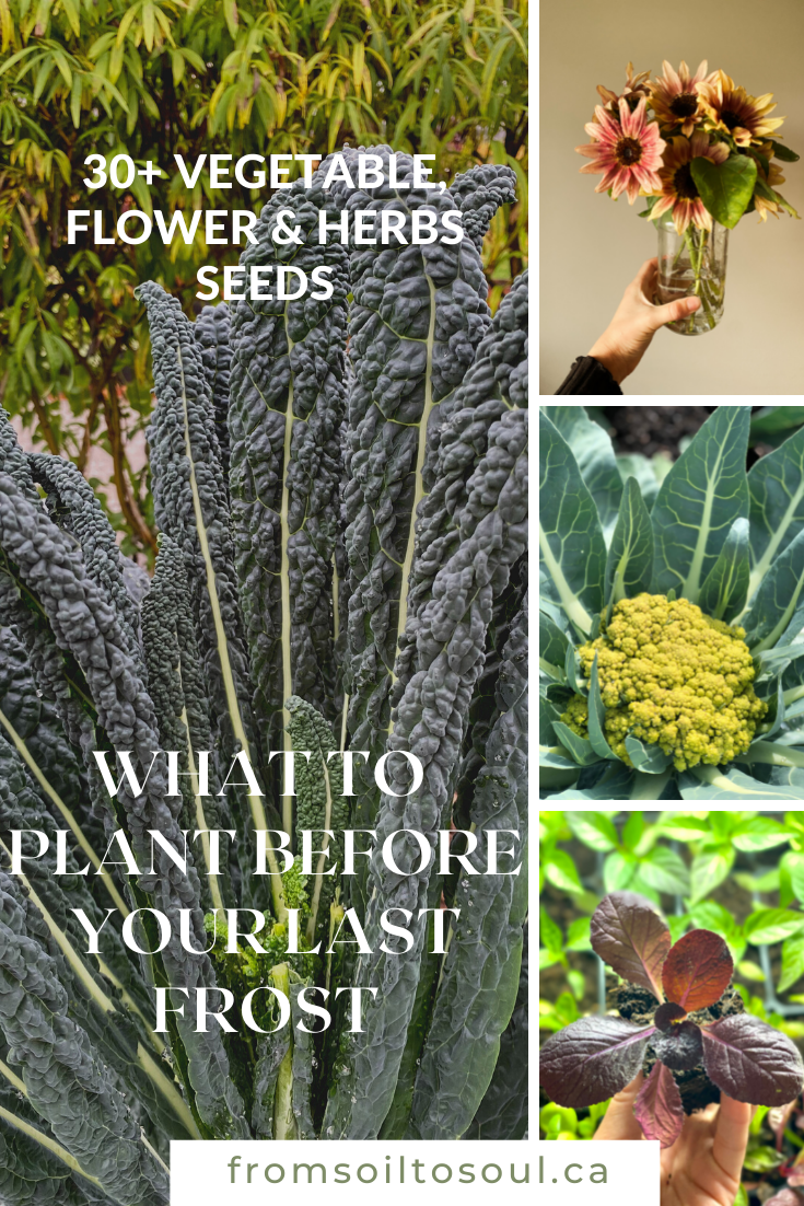 Pinterest collage of 30+ vegetable, herb and flower seeds to start before your last frost date