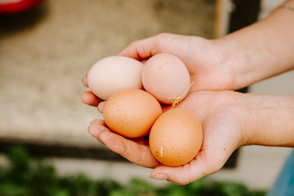 Hands holding four brown eggs