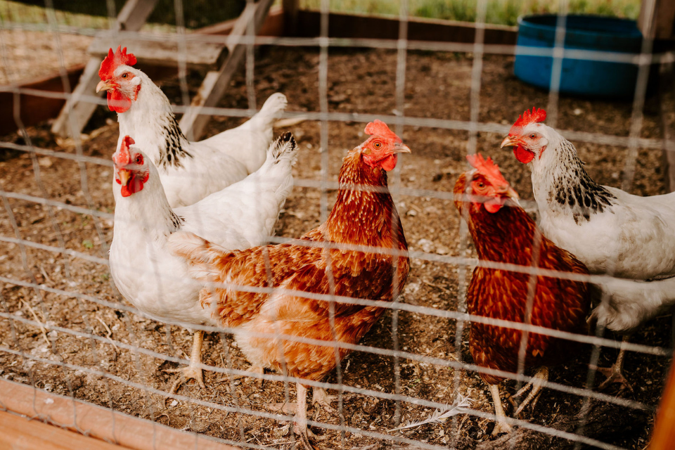 White and brown chickens in an outdoor run behind chicken wire