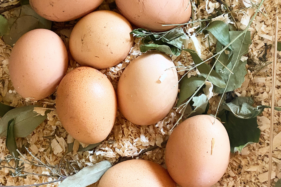 Farm fresh chickens eggs in a nesting box