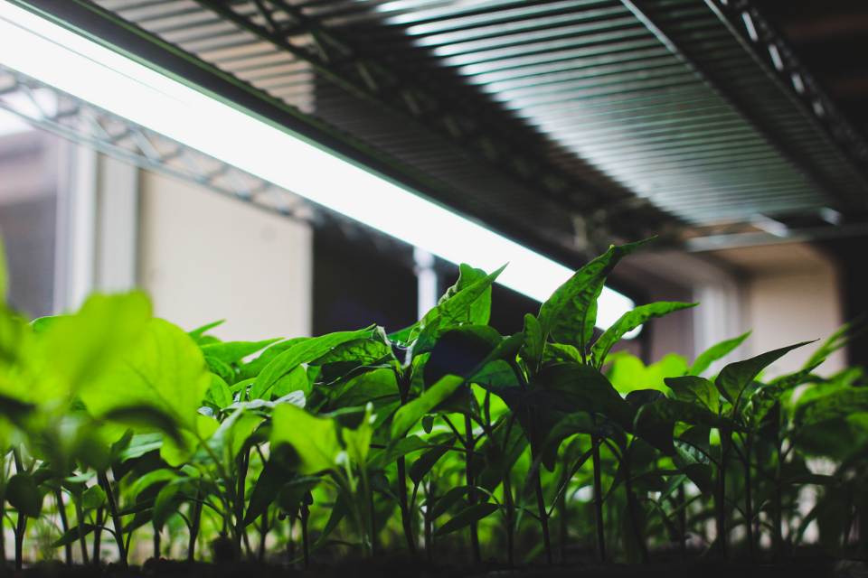 Indoor seedlings under grow lights