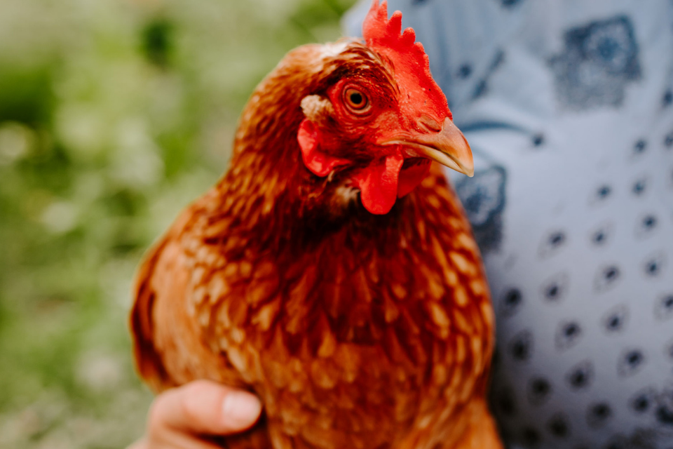 Brown hen with red comb being held