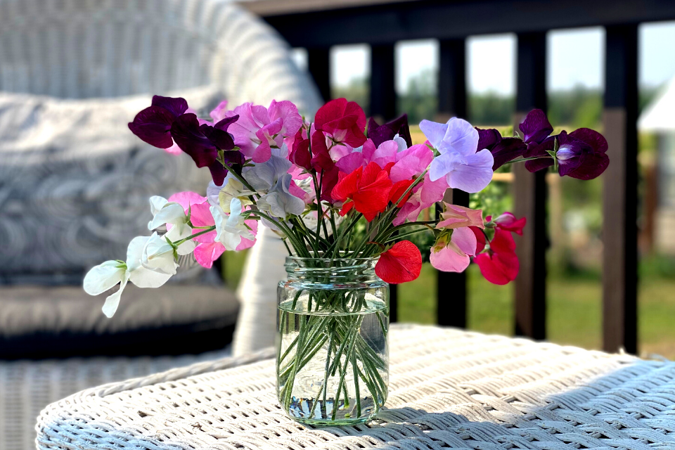 Vase of sweet peas sitting on back deck