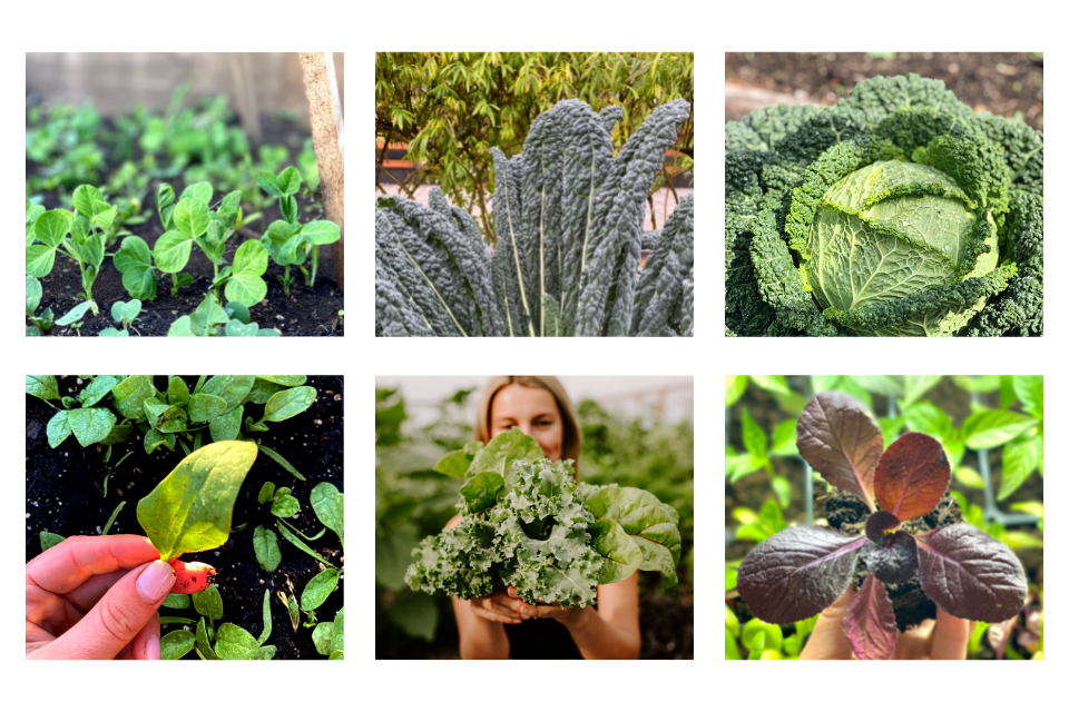 Collage of vegetables to sow before last frost date