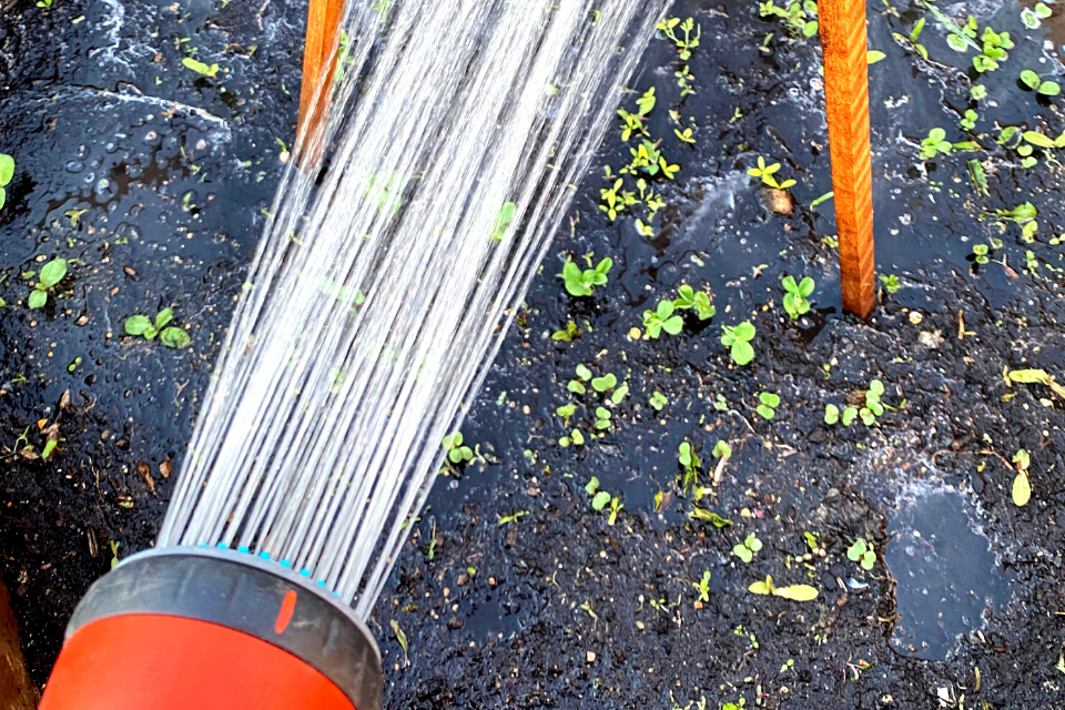 Spray gun watering seedlings in a garden bed