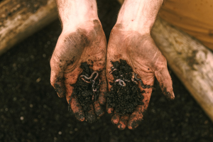 Dirty hands with worms and worm castings in them