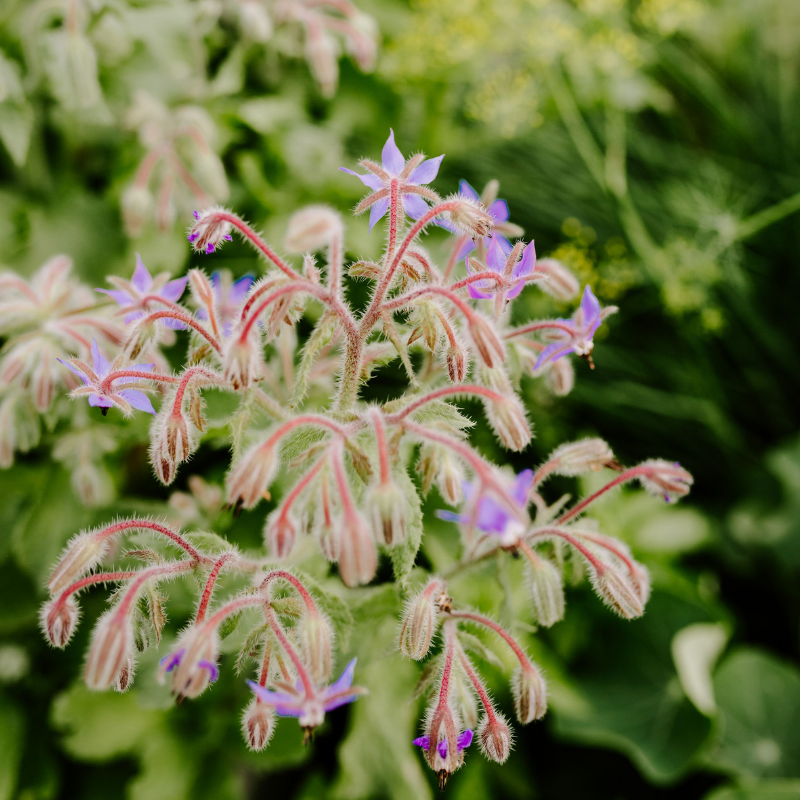 Borage