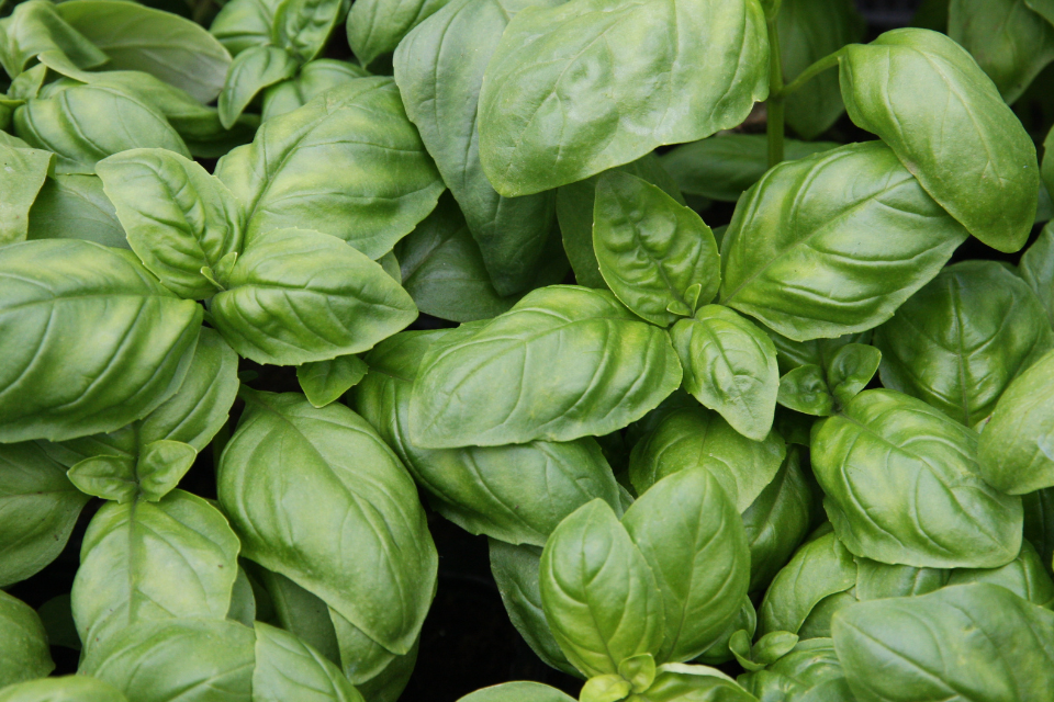 Big green basil leaves 