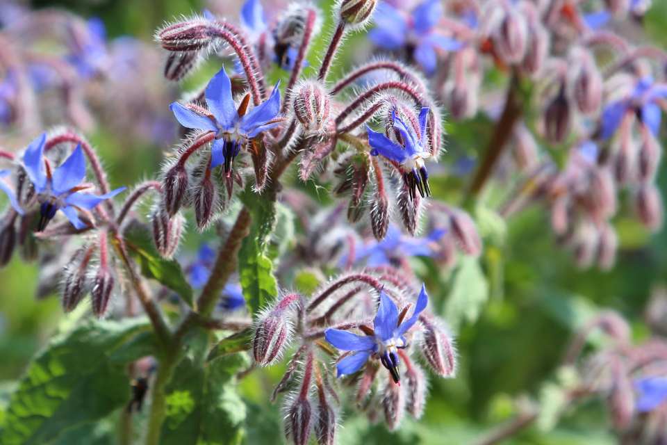 Borage flowers on the plant