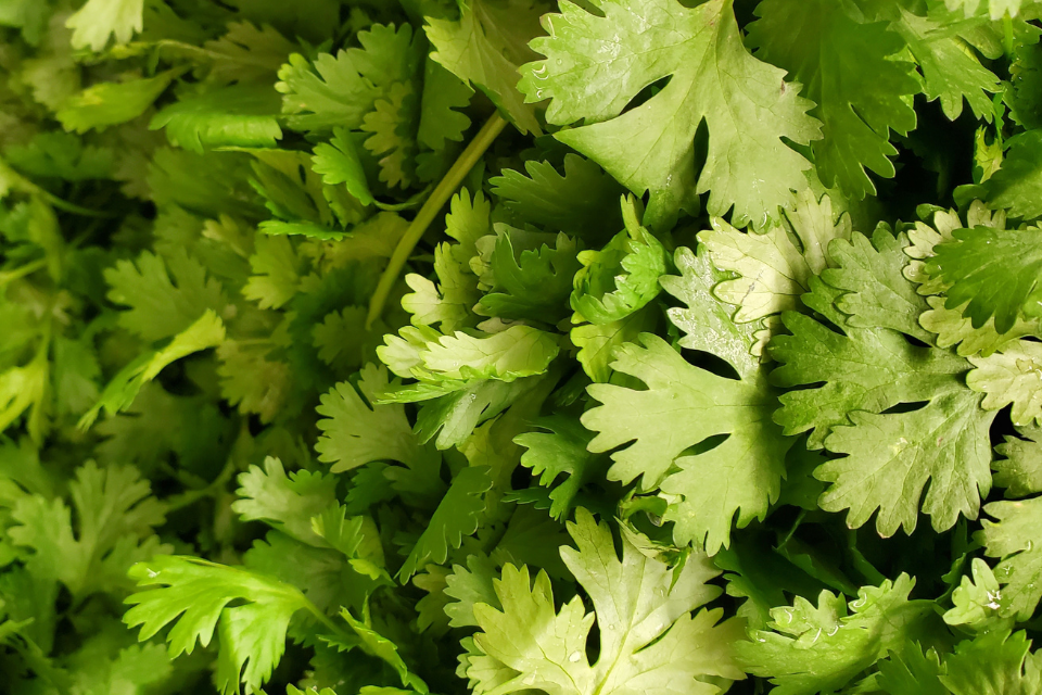 Fresh bunch of garden cilantro 