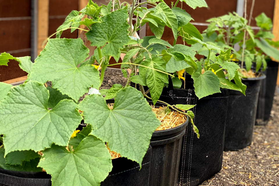 Cucumbers with straw mulch